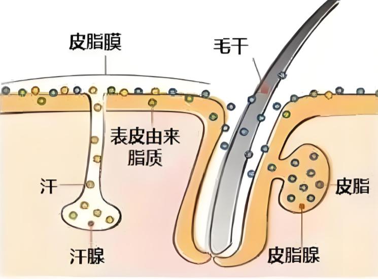 冬日皮肤保卫战：破解干燥背后的健康密码